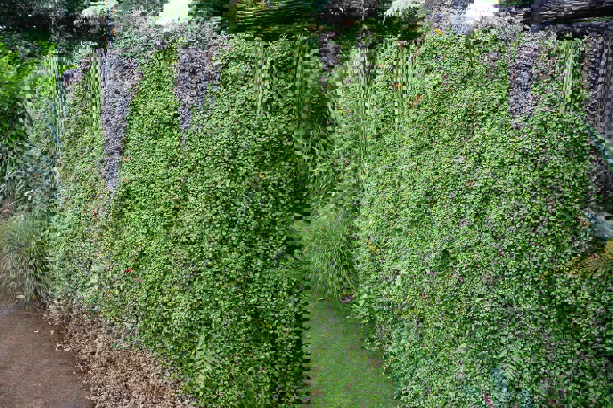 Muehlenbeckia complexa (2).jpg